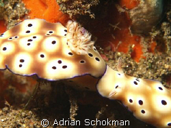 I'm Coming ...... Nudi's from Bali .. Olympus E-330 + 50m... by Adrian Schokman 